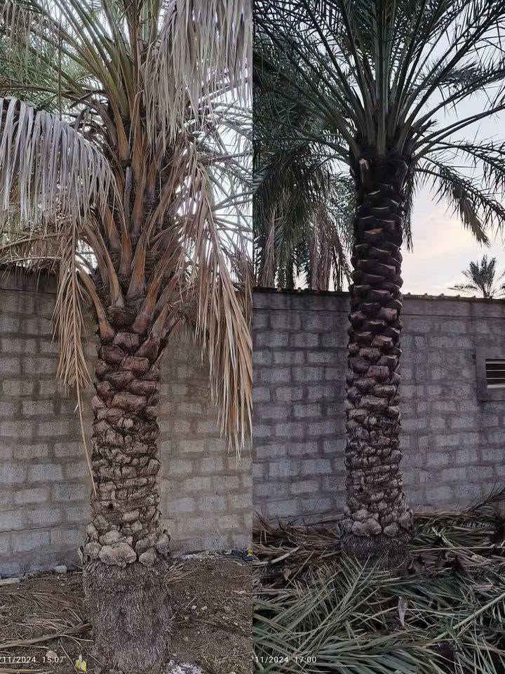 رقمي *********** بي وتساب
متوفر تنضيف تكريب گصاص تنزيل المتر   اي شي يخص النخل اني موجود  وعندي ستوته اشيل لسعف كامل مكمل

نص مكتوب في الصور:
- 11/2024 15:07 11/2024 17:00