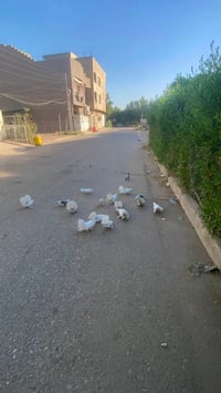 طيور زينة • زوج • جكوك