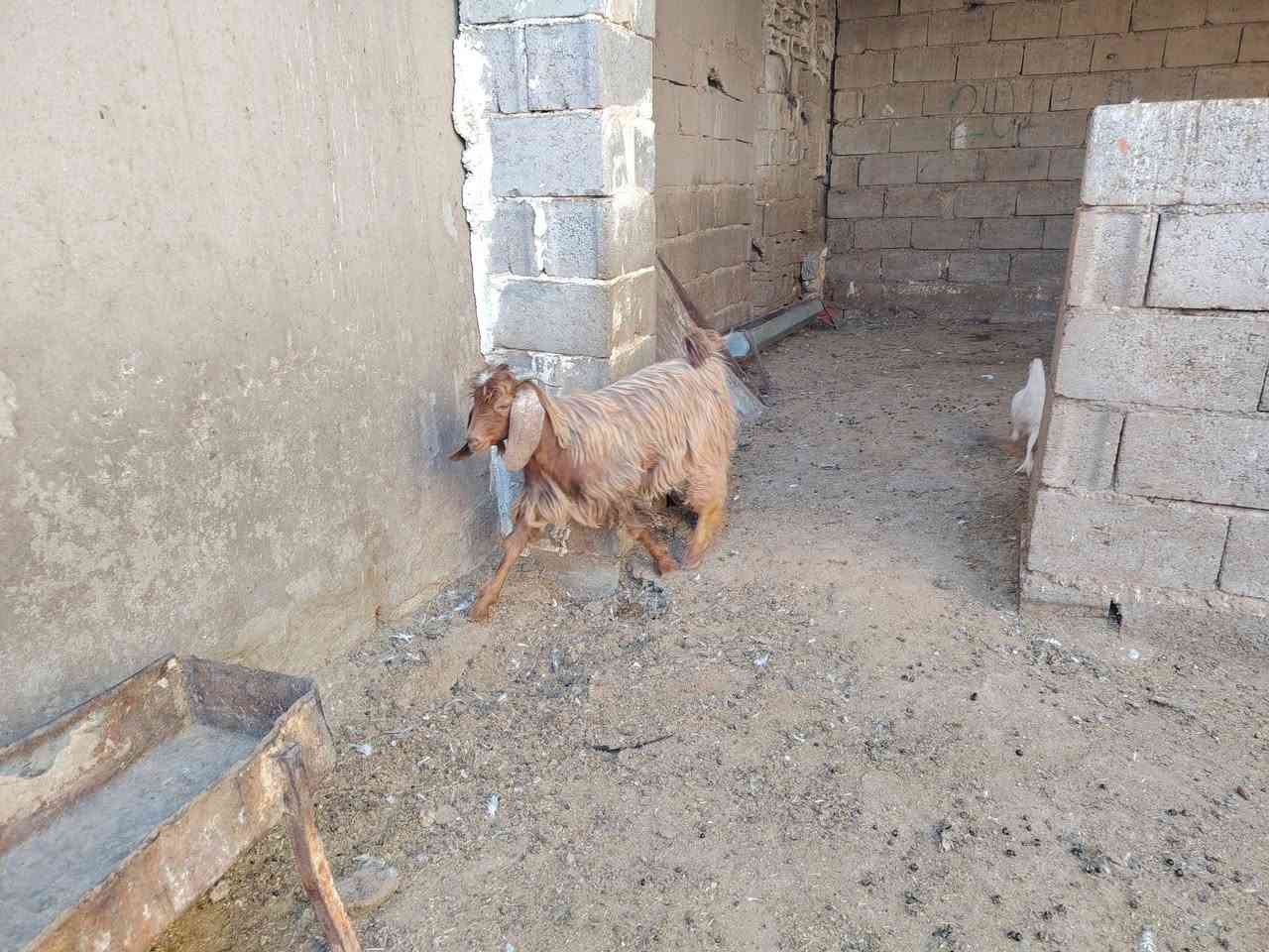 جدي عراقي • ١٢ كيلو • ذبح داخل كركوك