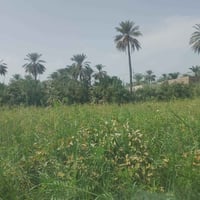 دونم سند ٢٥ جويميسه الغربيه  سعر ٦٥ مليون 07704567619