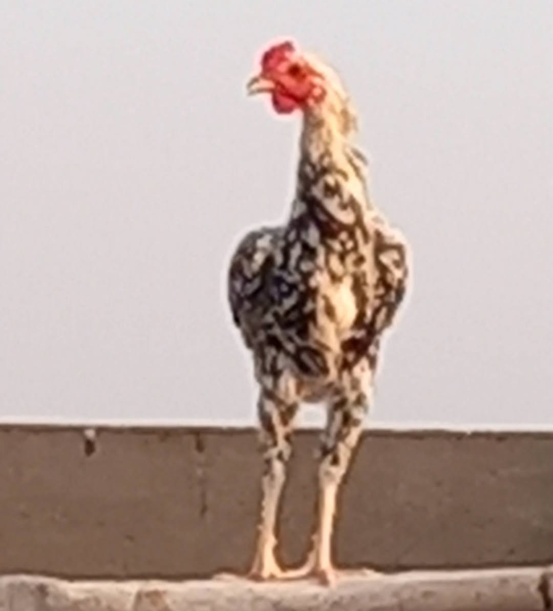 ديوجه • اثنينهن • مجال