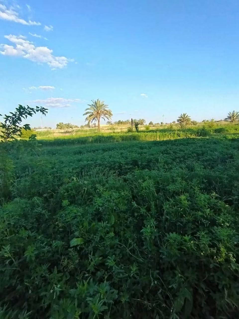 التاجي الشيخ عامر • ٧ دوانم • طابو زراعي