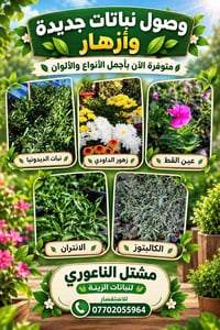 مشتل الناعوري • نباتات زينة • الديدونيا