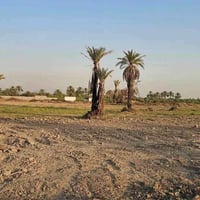 ٢٥ دونم • طابو زراعي • طريق كربلاء نجف