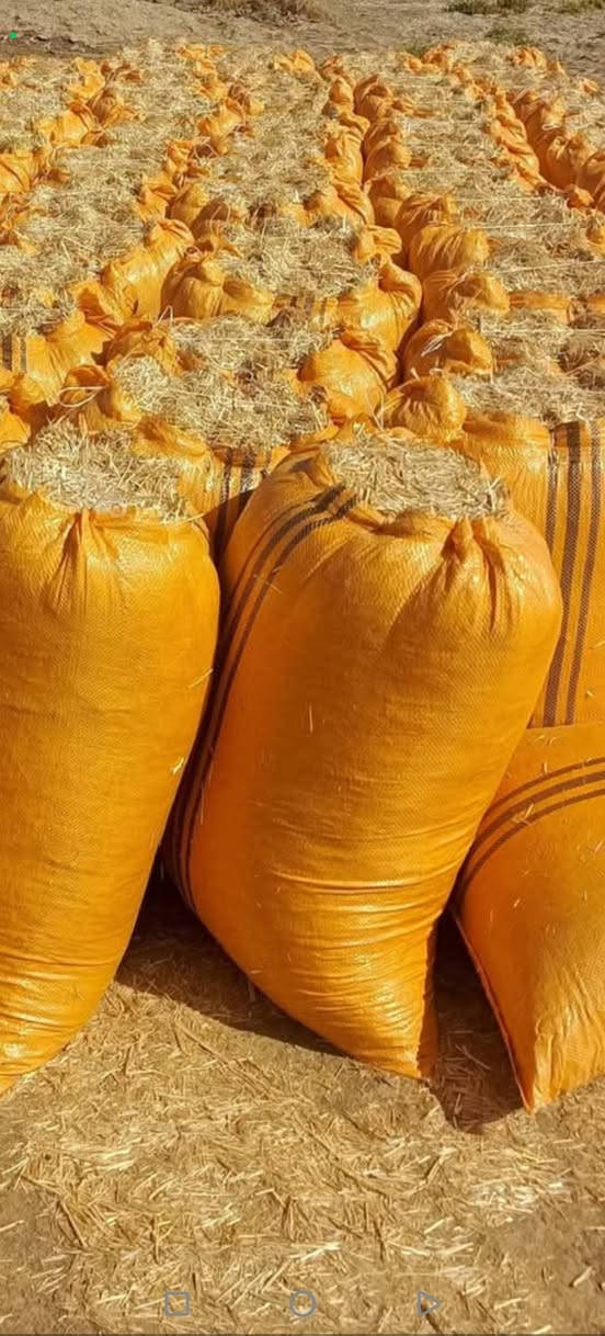 تبن • درجة أولى • كافة الأحجام