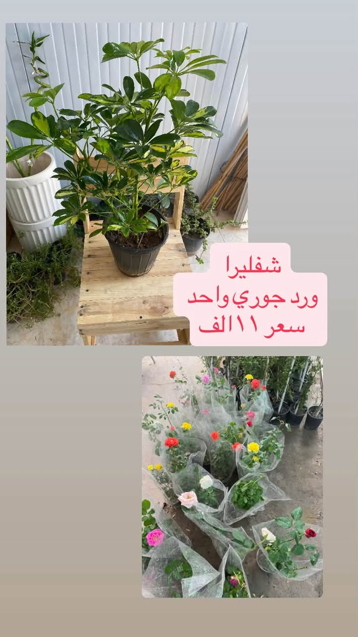 بلاب • شفليرا • دمعة طفل