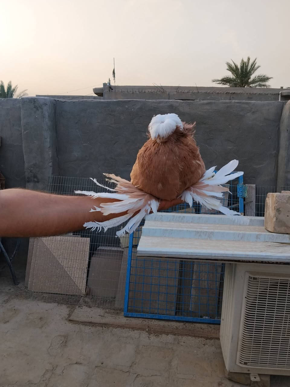 بخاري • افحله • عدد ٢