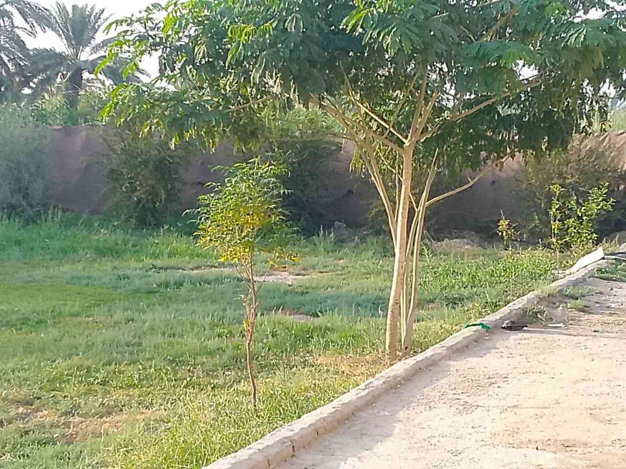 الشط المحاويل • ١٢٥٠م • طابو زراعي