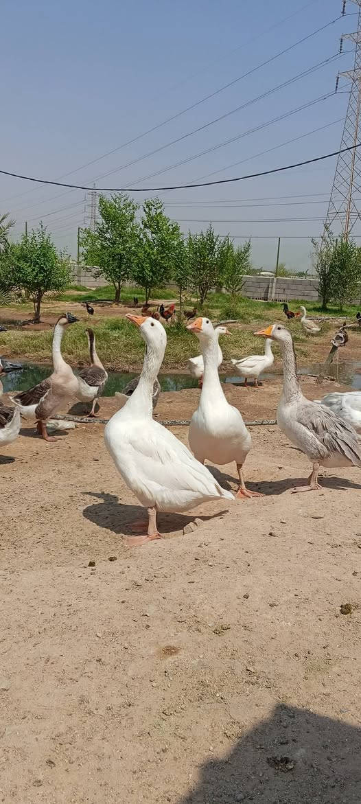 سلام عليكم للبيع بط كوبره ومظرب وعادي العنوان زبير دواجن قرب سيطرة البحرية الاتصال برقم ***********

