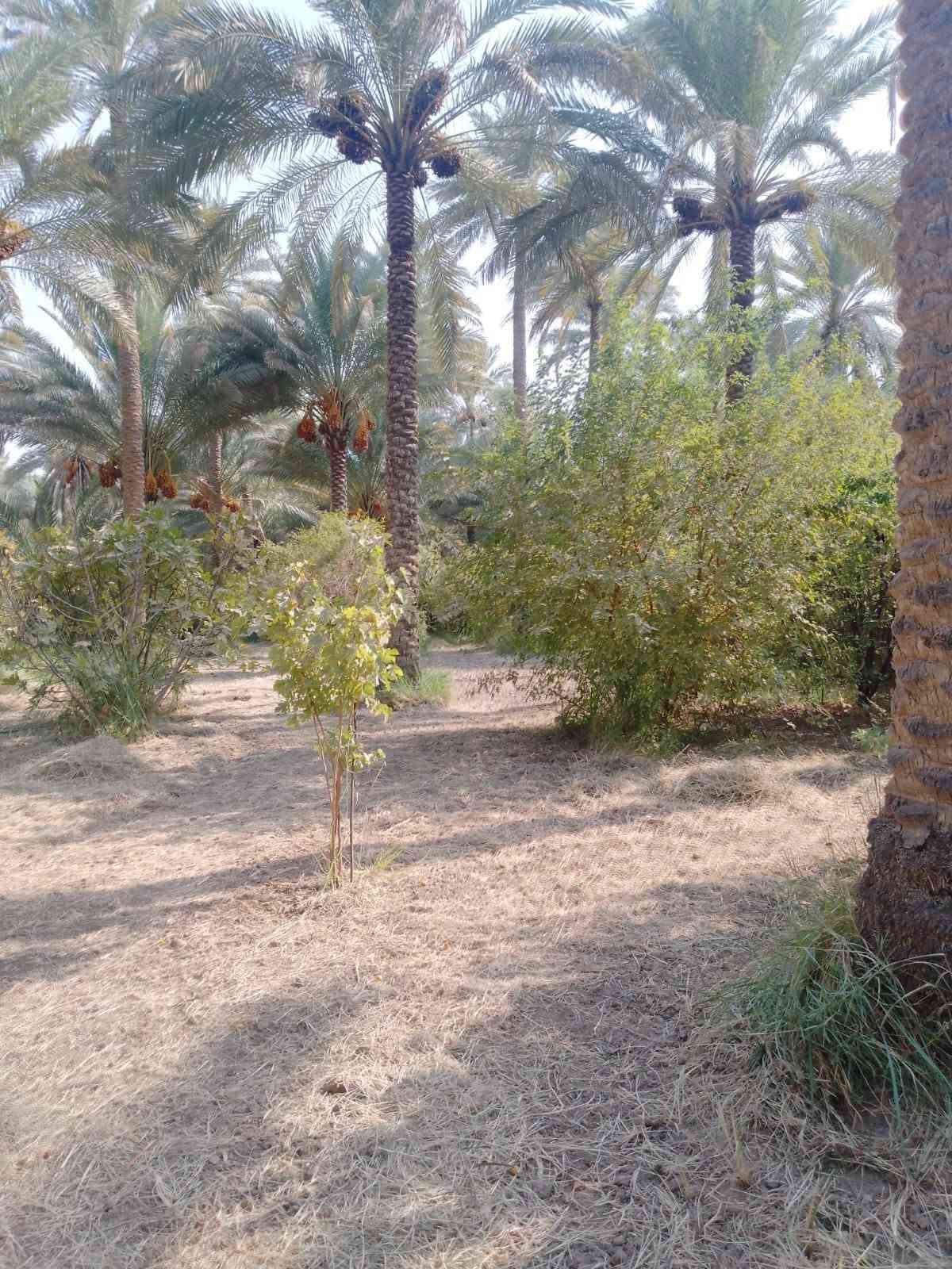 دونم • دار ٢٢٥م • طريق بغداد عمود ٥٤