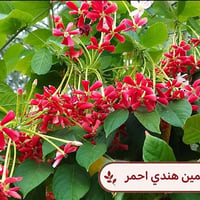 شتلات زينة • توصيل كل المحافظات • بونسيانا