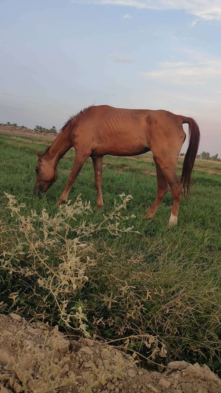 خرس هوازيه • ٣ سنين • طول ١٥٢