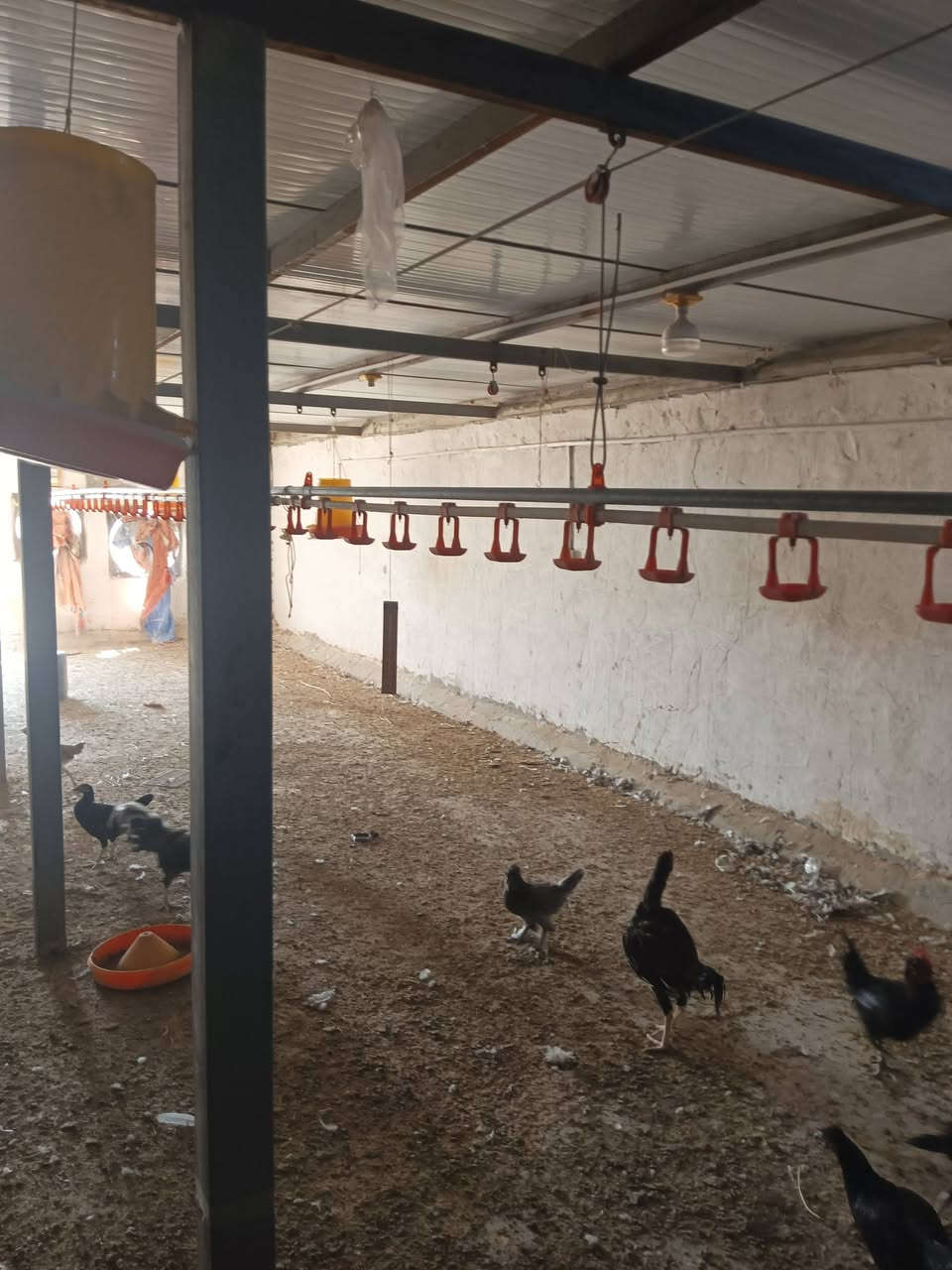 يا الله يتوفر غراض حقل مستخدم مراه واحد نبالت ماء 3خطوط طول خط واحد 30 يتفوفر معالف عدد 40يتوفر حاظانت ما مستخدات عدد 3وهيتراا كبير مثل ما واضح بلصوره عدد 6
المكان القرنه الثغر 
شراي يتصل وبي خير ويدلل ‏‪***********‬‏
