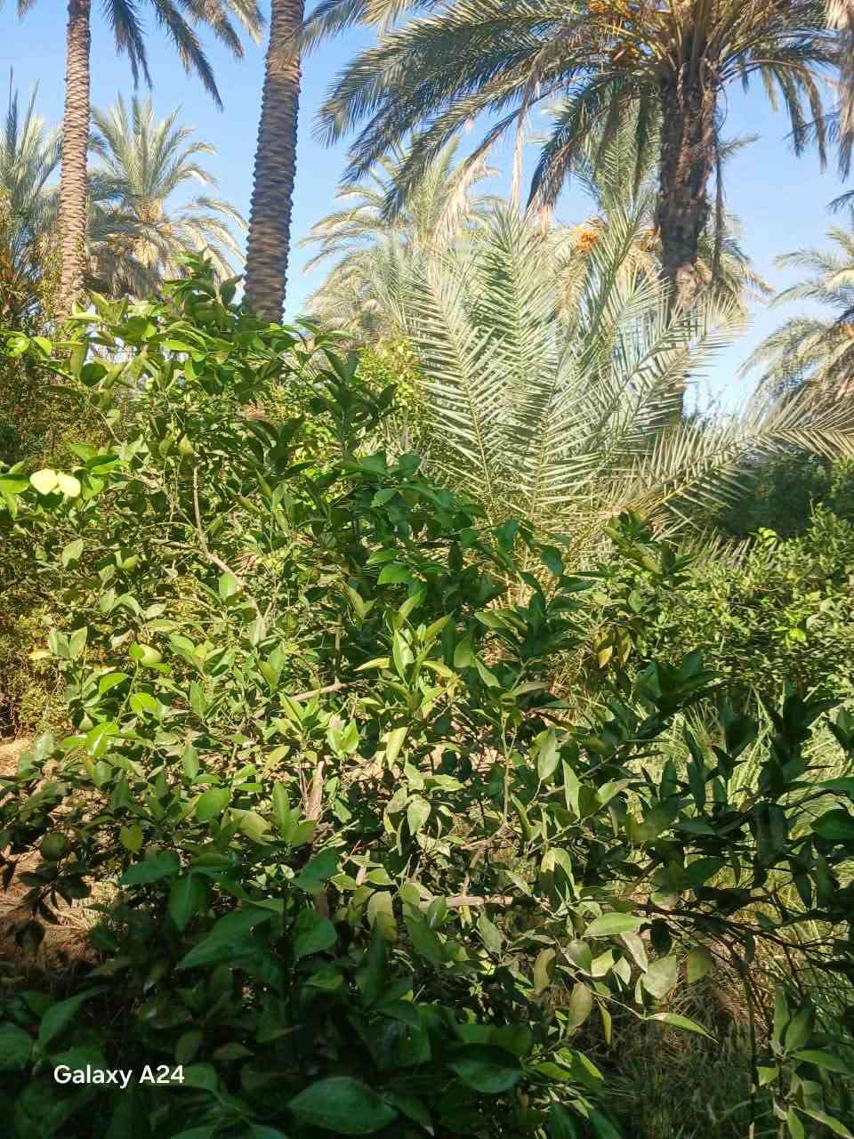 السلام عليكم بستان للبيع المساحة 2000م بقريه علوان الحديد خلف جامع الإمام علي يحتوي على أشجار برتقال وليمون ورمان ونخيل عدد النخيل ١٥ نخله تقع على شارع رئيسي وامامها نهر صب وتروى على السيح تصلح سكن وحقول
السعر 🔥 للاستفسار الاتصال ع الرقم ***********

نص مكتوب في الصور:
- Galaxy A24