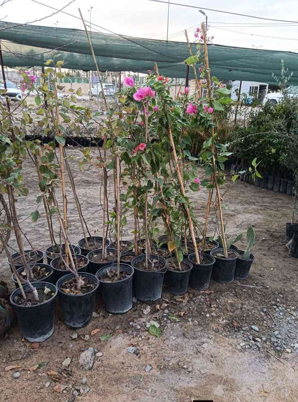مساء الورد عليكم تحياتي للجميع 🌺

اليوم وصلت وجبه جديده جميع انواع الاشجار🌺

 اهلاً وسهلا  بيكم مشتل يم الامام بكر عليه السلام بابل

مشتل نور المرتضى👉👉

 رقم الهاتف بيه واتساب راسلوني وتداللون موجود توصيل 

 

***********

