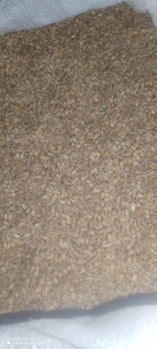 حنطه باجران • حنطه نزار • ٢٠ طن