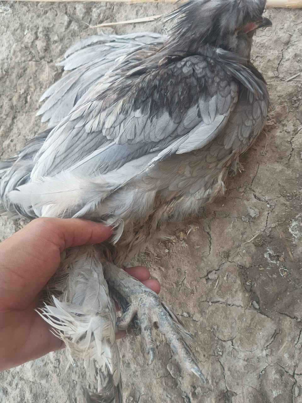 يا الله يتوفر دجاج سلطاني وجبه على بياض دجاج حلوه نضيف زينه حدايق 10زواج تيله وكلاش ضخام سعر زواج 50الف شراي تصل ***********
