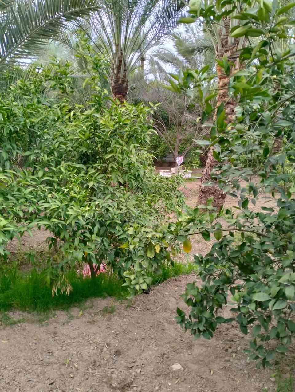 دونم • حمضيات ونخيل • الشيخ حمد