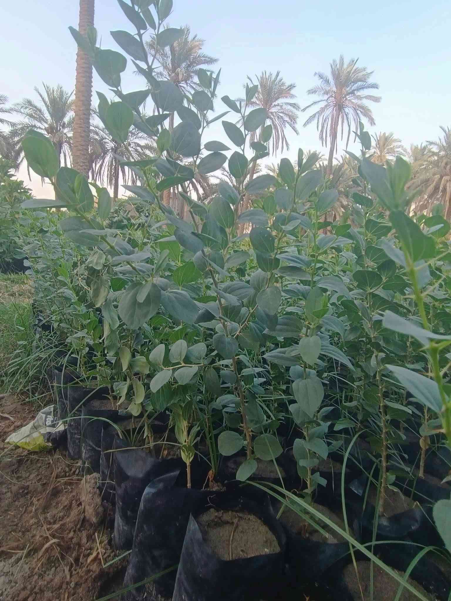 سدر حشري • جاهز للتطعيم • حله المچرية