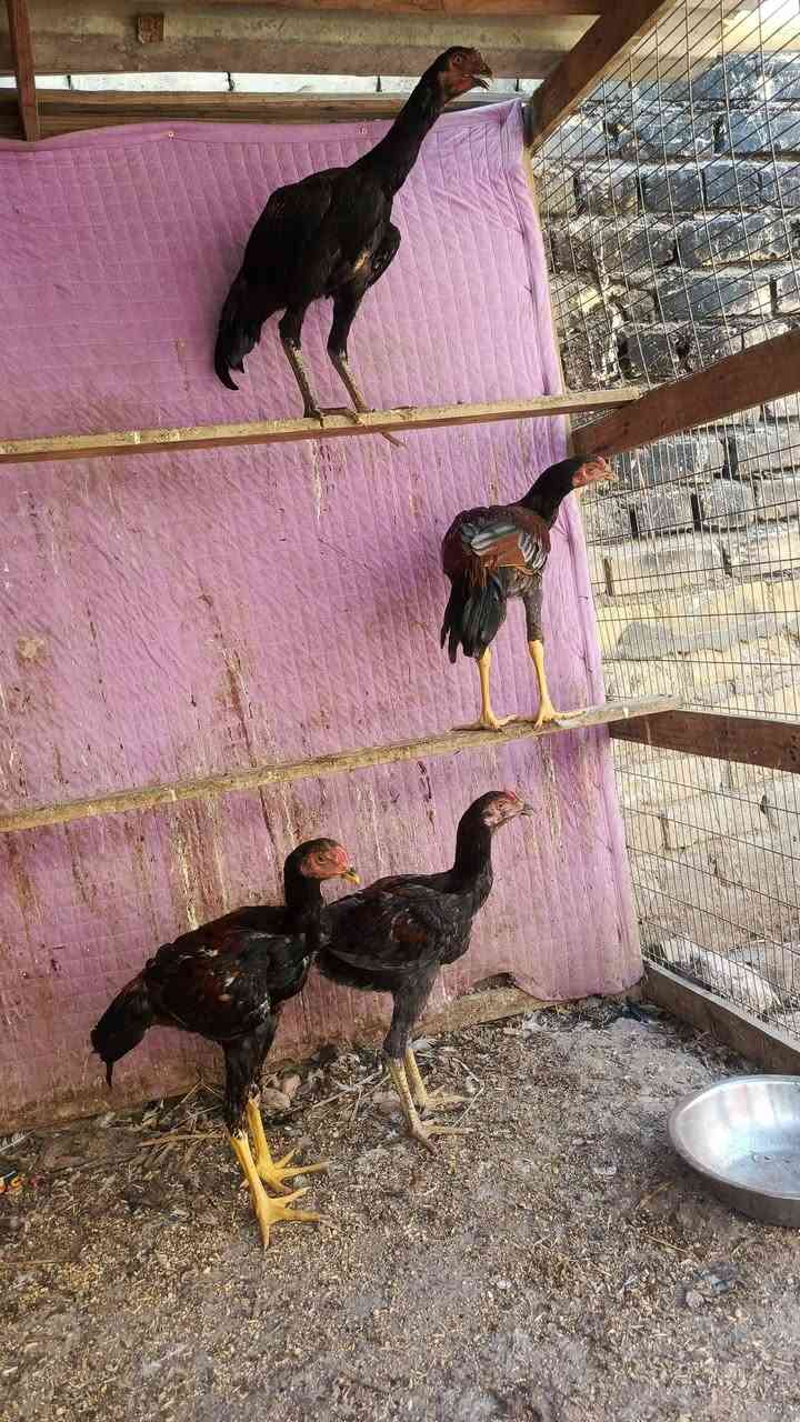 خط تركي • عمر ثلاث اشهر ونص • بابل المحاويل