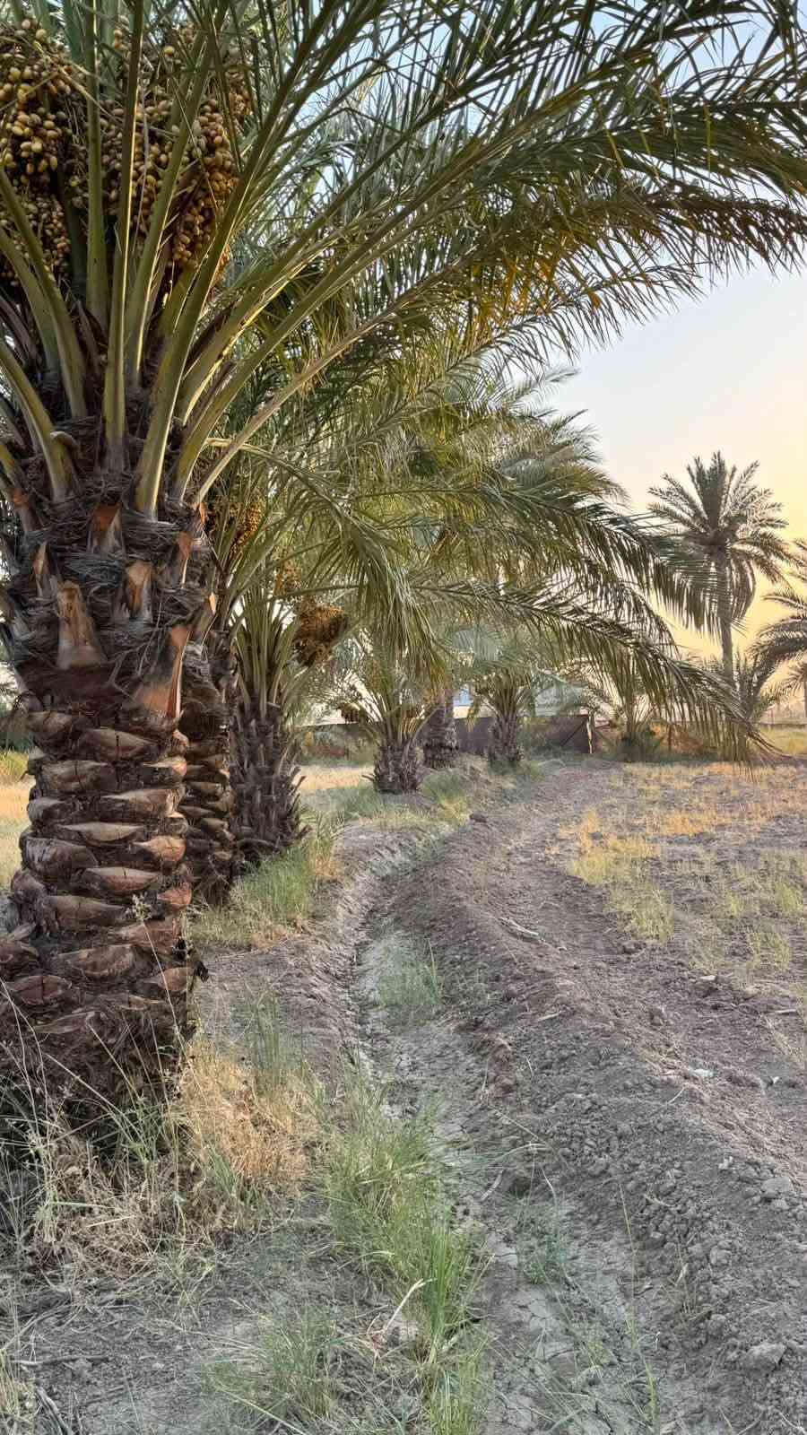 دونم مزرعه للبيع خدمات كامله  خلف جامعه بابل  سند 25 فاتح بيان تحويل مباشر
@السعر مناسب جدا   للاستفسار اكثر 

***********  فائز التميمي
