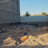 ابو خصيب محيله • ملك صرف • ٢٥٠م