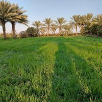 متوفر انسب عروض لاصحاب الامكانيه القليله ✅🌴 متوفر اراضي دوانم مساحات م...
