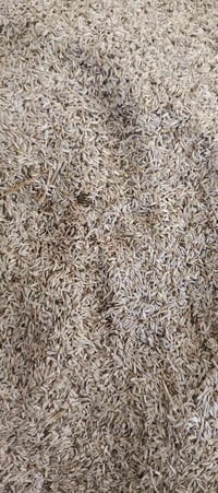 بذور خس • للبيع