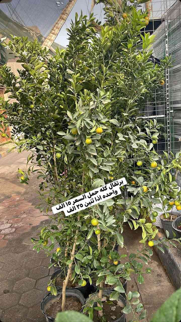 نباتات • برتقال • توصيل الرمادي