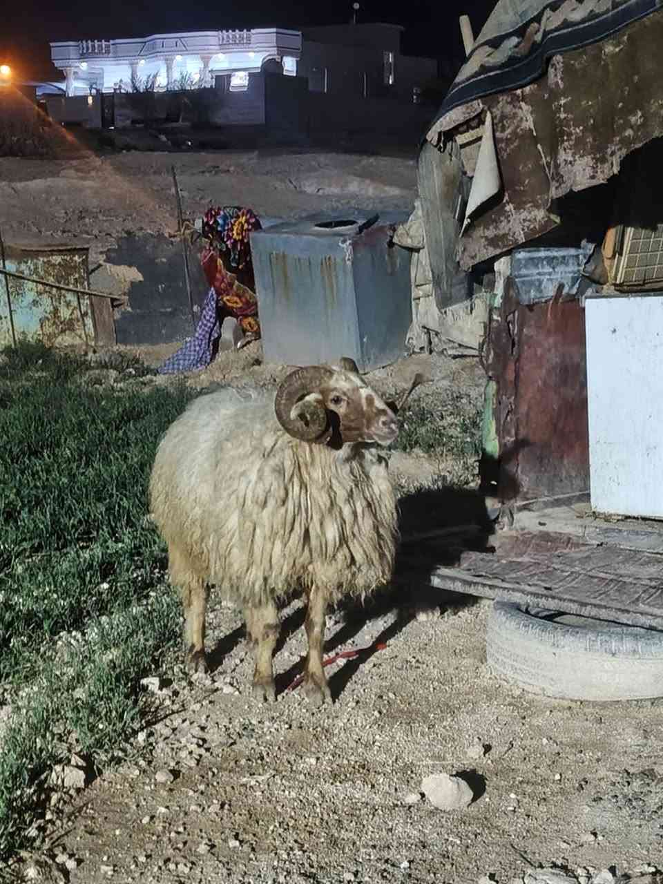 جبش • فحوليه • نصاح