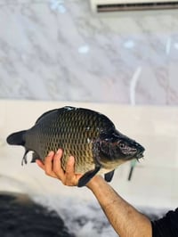 بسمايه • سمك حي • سمك شوي