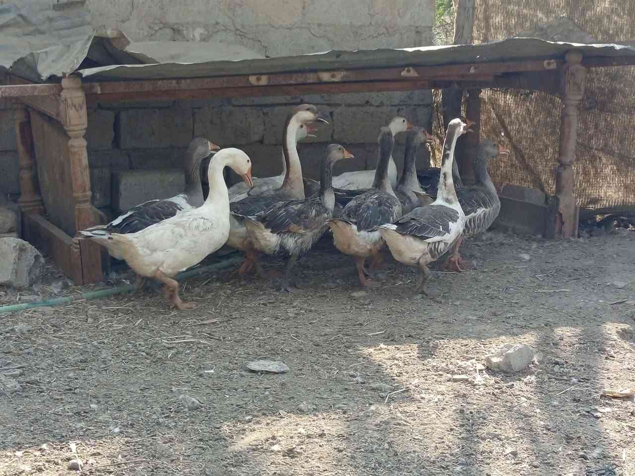 سلام عليكم متاح بطوط للبيع المكان ديوانيه مهناويه ***********
