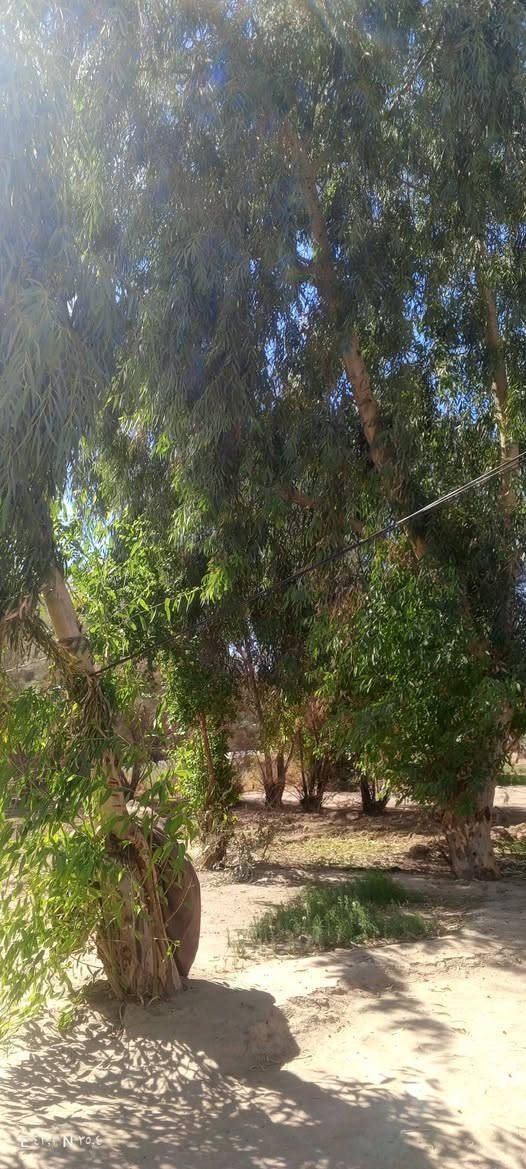 سجر • ما مقصوص • ٤٣,٥١° N ٣٥,٤° E