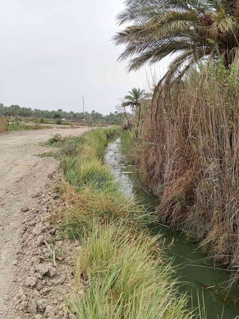 ١٠٠م • طابو زراعي • سند ٢٥
