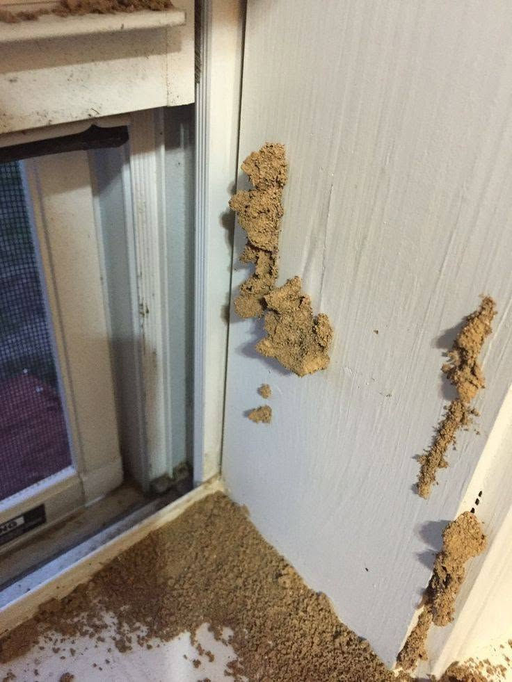 الأرضة تاكل بأساس بيتك وأنت ما تدري؟ 🐜❌
شركة البيارق لمكافحة الحشرات والأرضة تكولك: "ارتاح وخلي الباقي علينا". نقدم أقوى برنامج مكافحة وإبادة فورية للأرضة وكافة أنواع الحشرات بمبيدات عالمية تضمن لك بيئة نظيفة وآمنة.
🌟 مميزات خدماتنا:
🎯 مبيدات عالمية من مناشئ رصينة وبدون روائح كريهة.
📜 ضمان حقيقي يبدأ من 3 سنوات ويمتد حتى 27 سنة.
📍 فروعنا متواجدة في بغداد والمحافظات لتلبية طلباتكم بأسرع وقت.
☎️ للحجز والاستفسار، تواصل معنا مباشرة على الرقم:
***********
شركة البيارق.. اسم يعني الثقة والالتزام.
