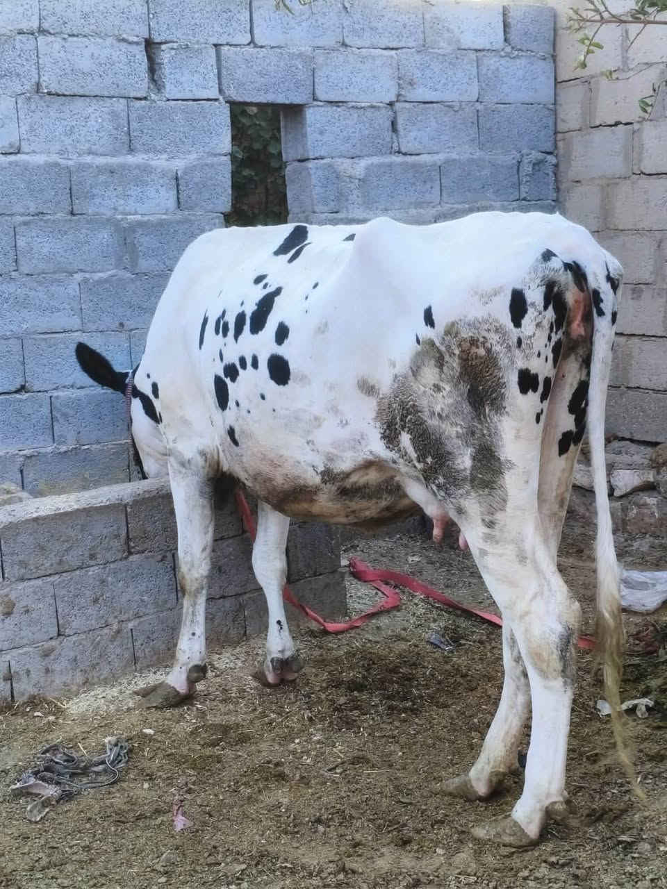 بقره حليب • ثاني بطن • عشار شهر ٩