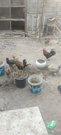 شباب عندي خمس دجاجات بياضات ديوتي  ثلاثه واثنين منهن اسباني ديتو دجاجه...