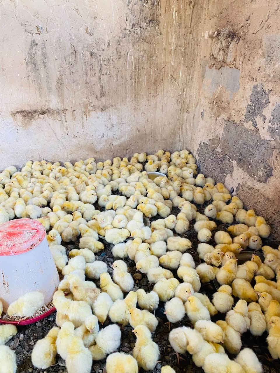 السلام عليكم
يوجد أفراخ دجاج لوهمان تركي ذكور كلهن بصحه جيده نشطات ملقحات 

25 كتكوت ب 5 آلاف 

55 كتكوت ب 10 ألاف 

وإذا كميه بيها مجال 

مكاني مكحول 

للاستفسار مراسلتي ع خاص أو الاتصال ***********
