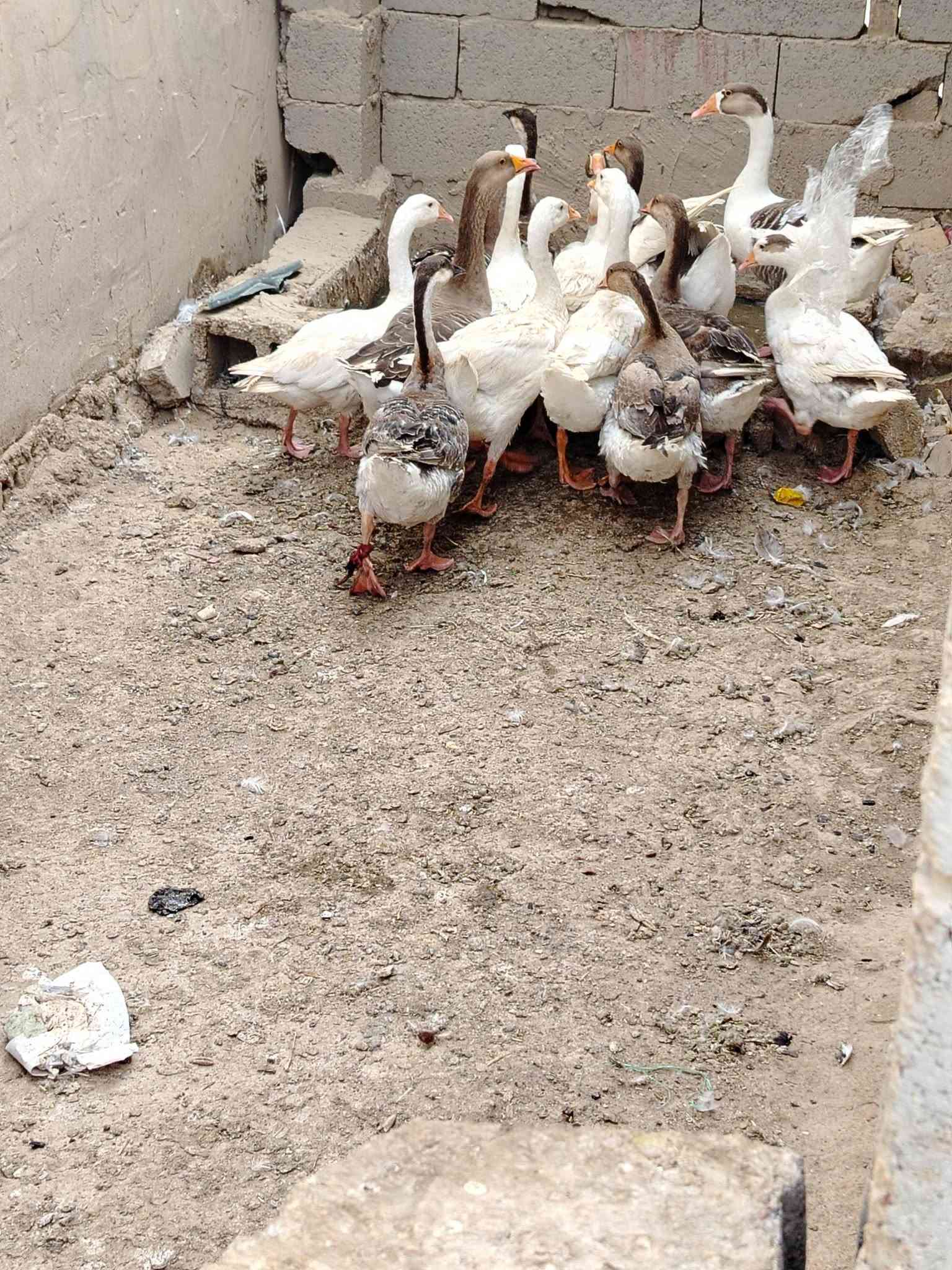 ابطوط • نثيه وفحل • ١٠ قطع