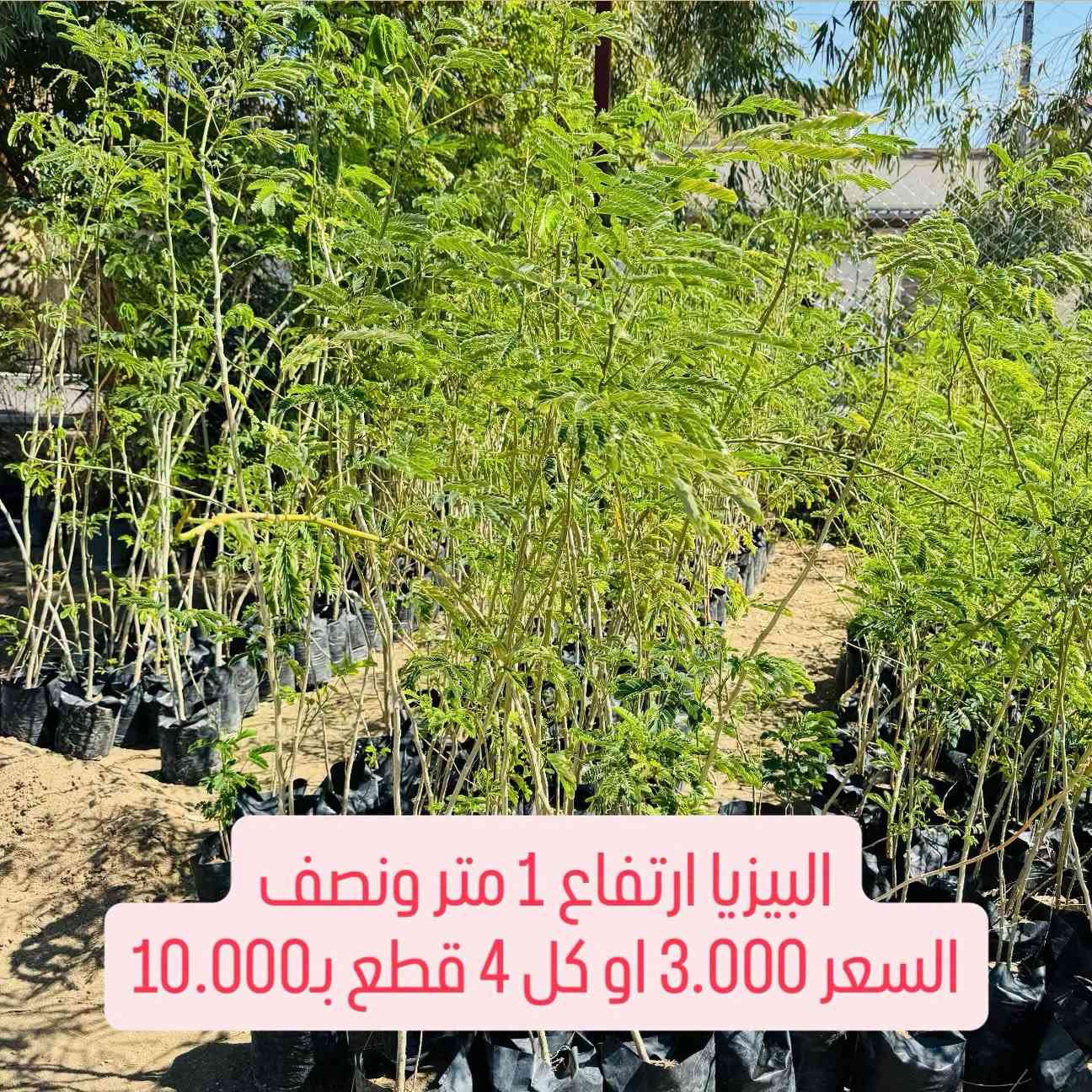 ⁨ ⁨ 🌳🌱 مشتل سما الربيع يطلق حملة مدعومة الأسعار لتشجير مدينتنا 🌱🌳

انطلاقاً من أهمية زيادة المساحات الخضراء وتشجيع أهل مدينتنا على الزراعة والتشجير، يطلق مشتل سما الربيع حملة بأسعار مدعومة ومخفضة على مجموعة من الأشجار والنباتات الخارجية، حتى نخلي الزراعة بمتناول الجميع 💚

قال رسول الله ﷺ:
«ما من مسلمٍ يغرس غرسًا، أو يزرع زرعًا، فيأكل منه طيرٌ أو إنسانٌ أو بهيمةٌ، إلا كان له به صدقة» 🌱

🌳 الأسعار تبدأ من 1,000 دينار فقط:

🌿 ألبيزيا ارتفاع 80 سم تقريباً — 1,000 د.ع فقط
🌿 ألبيزيا ارتفاع 1 متر — 2,000 د.ع أو 3 بـ5,000
🌿 ألبيزيا ارتفاع 1.5 متر — 3,000 د.ع أو 4 بـ10,000
🌳 ألبيزيا ارتفاع 2 متر — 4,000 د.ع
🌸 دفلة وردي / أبيض / أصفر — 3,000 د.ع
🌺 ختم السحل ارتفاع 120 سم — 2,500 د.ع
🌿 أكاسيا أفريقي — 3,500 د.ع
🌿 أكاسيا مصري حمراء — 3,500 د.ع
🌱 كابرس ارتفاع 1 متر — 3,000 د.ع أو قطعتين بـ5,000

💚 هدفنا مو بس نبيع نبتة… هدفنا نشوف مدينتنا أكثر خضرة وجمالاً.
ازرع أمام بيتك، بحديقتك، بمزرعتك أو بأي مساحة مناسبة، وخلي لكل واحد من عدنا مساهمة صغيرة بتشجير مدينتنا. 🌳

🔥 الأسعار مدعومة ضمن الحملة والكميات محدودة، سارع قبل نفاذ الكمية.
📞 ***********
📍 مشتل سما الربيع
الأنبار – الفلوجة – شارع 40 – فرع مرطبات البطريق أو مخبز الحجي
🚚 التوصيل متوفر لجميع محافظات العراق

#مشتل_سما_الربيع #حملة_تشجير #أشجار #نباتات #اشجار⁩

نص مكتوب في الصور:
- البيزيا ارتفاع 80 سم تقريبا
- السعر 1.000
- البيزيا ارتفاع 1 متر
- السعر 2.000 او كل 3 قطع بـ 5.000
- البیزیا ارتفاع 1 متر ونصف السعر 3.000 او كل 4 قطع ب10.000
- البيزيا ارتفاع 2 متر
- السعر 4.000
- دفلة لون وردي وابيض واصفر
- السعر 3.000