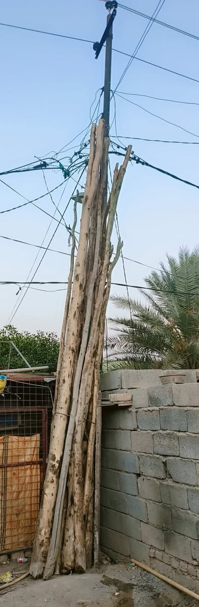 سلام وعليكم # 15عود قوق البيع ***********
