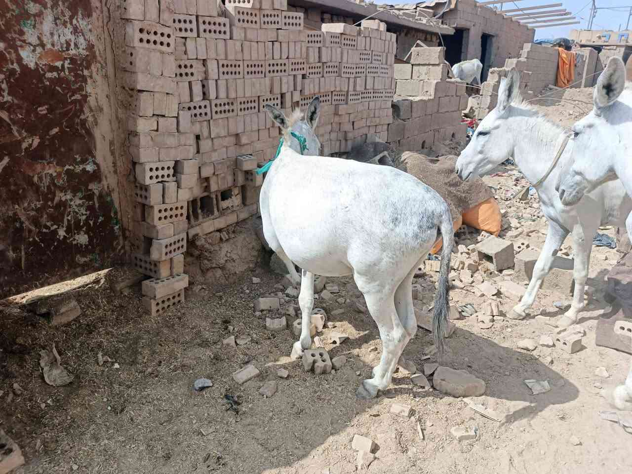 السلام عليكم طرش للبيع العدد 10
‏‪***********‬‏
