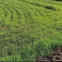 ارض زراعية • ١٥ دونم • طابو سند ٢٥