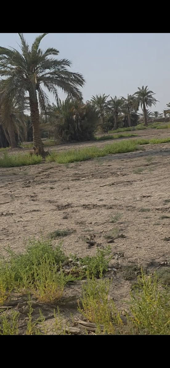 قانون ١١٧ • المزبانيه • ١٤٨ دونم