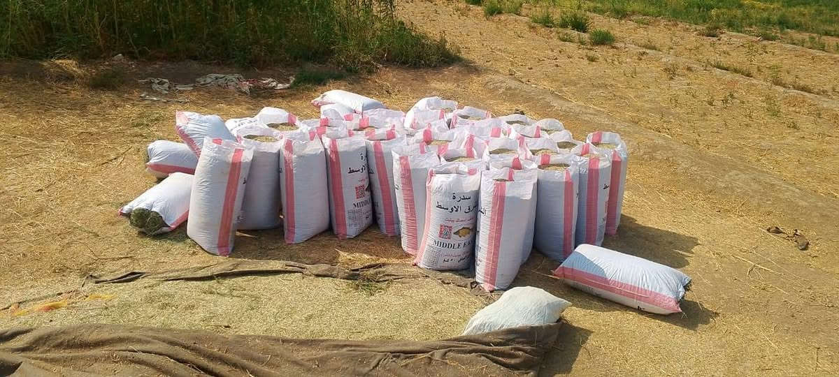 جت عرقي ١٧ • تبن كونيه • اليوسفية