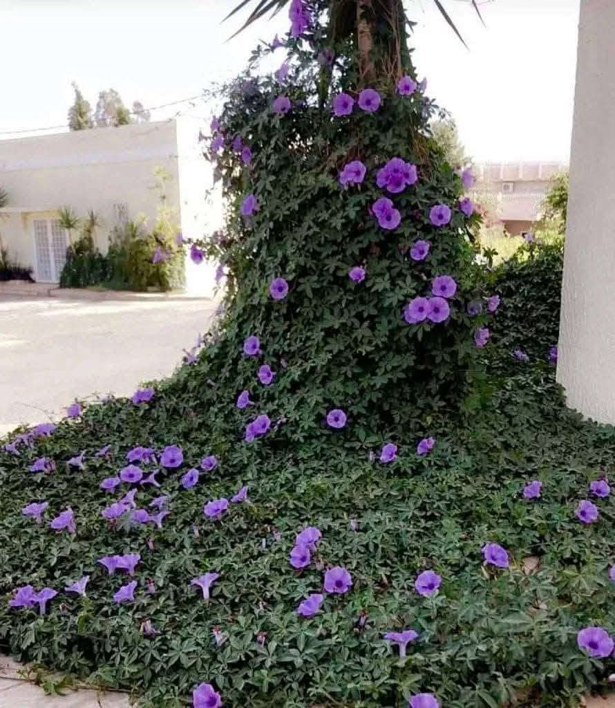 🔥🌿 خلي حديقتچ تتسلّق بالجمال! 🌿🔥

متسلق ست حسن وصل 😍
نبات يخلي الجدران والأسوار والتعريشات تتحول إلى لوحة خضراء تفتح النفس 💚🌱

✨ خضرة وجمال
✨ مناسب للتنسيق الخارجي
✨ مثالي للأسوار والمداخل والتعريشات
✨ ولمسة طبيعية تخلي المكان أرقى وأحلى

💥💥 السعر المفاجأة:
🌿 القطعة بـ ٣,٠٠٠ دينار فقط! 🌿

يعني بكلفة بسيطة تكدرين تبدين تسوين ركن أخضر يلفت النظر 😍🔥

📞 للطلب والحجز:
***********

🌱 لا تأجلين… النبات الحلو ينحجز بسرعة 🤍

نص مكتوب في الصور:
- حراج