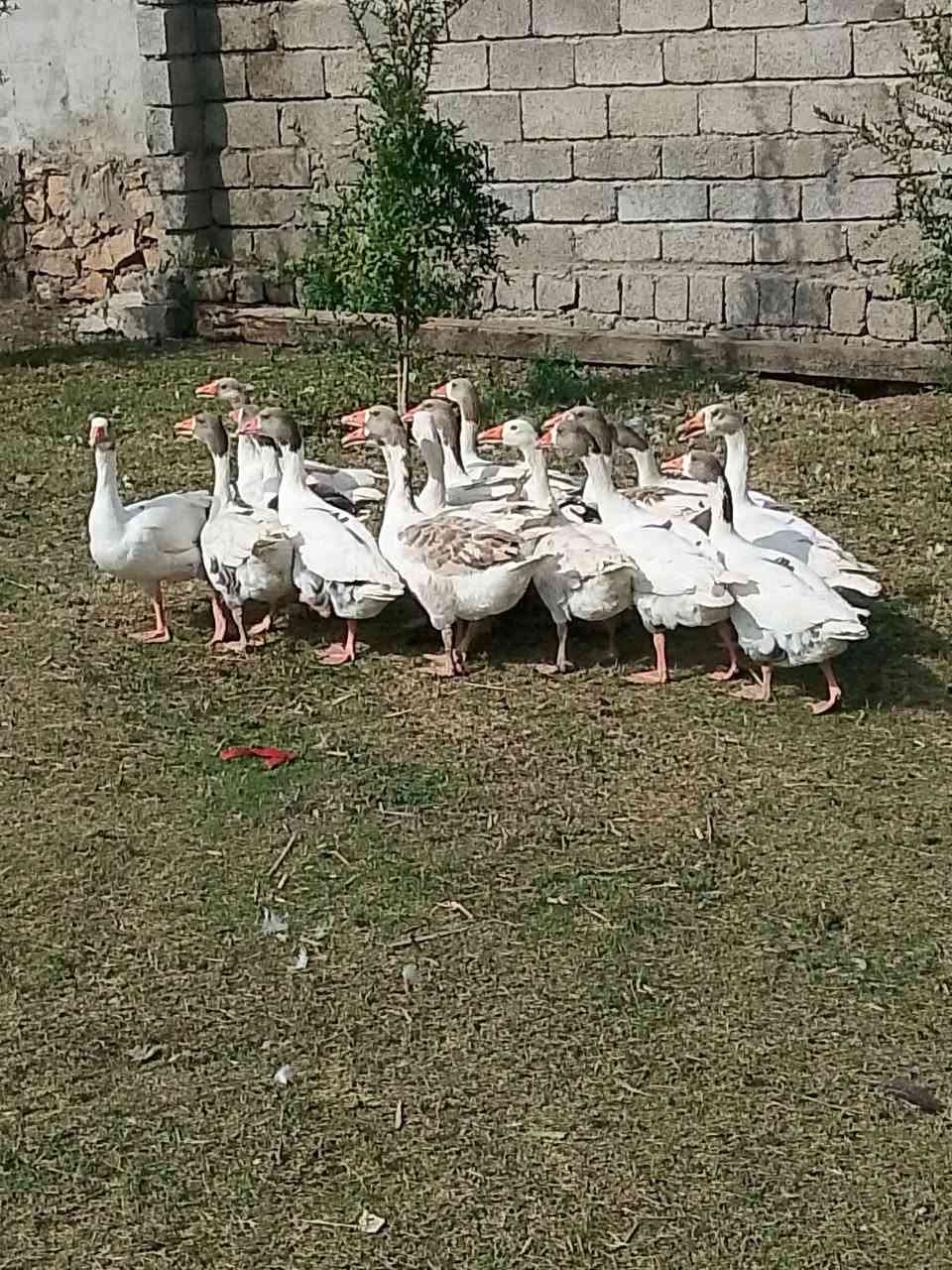 قازات • ١٧ • للبيت