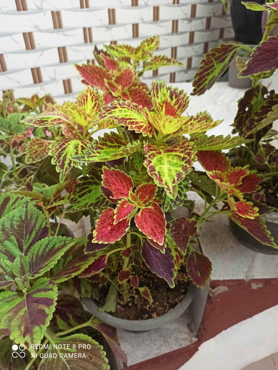 نباتات جارجيه • كربلاء • توصيل داخل كربلاء