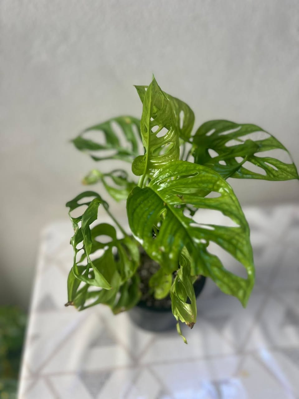 🌱 ضيف الطبيعة والمظهر الأنيق لبيتك! 🌱

​وصل حديثاً: نباتات جديده  أصل هولندي 🇳🇱

كثافة عالية، خضار يفتح النفس، ونشاط وصحة تامة للنبات! 💚
​✨ النباتات 🌿🌿🌿
​يضيف لمسة ديكور راقية وفاخرة للمنازل والمكاتب.

​سهل العناية ويضيف طاقة إيجابية على المكان.

​📍 الموقع: الموصل - البلديات (قرب صيدلية ركن العناية)

🛵 خدمة التوصيل: متوفرة لجميع مناطق الموصل.

​📥 للطلب أو الاستفسار: يرجى مراسلتنا عبر رسائل الصفحة، أو التواصل مباشرة عبر الواتساب:
📱 [***********]

tiktok.com/@313_k27.   👈  رابط تيك توك 

متابعه ومشاركه للصفحه ليصلكم كل ما هو جديد 

#فيلوديندرون #لبلاب_متدلي #نباتات_هولندية #نباتات_زينة #نباتات_داخلية #عشاق_النباتات #ديكور_طبيعي
