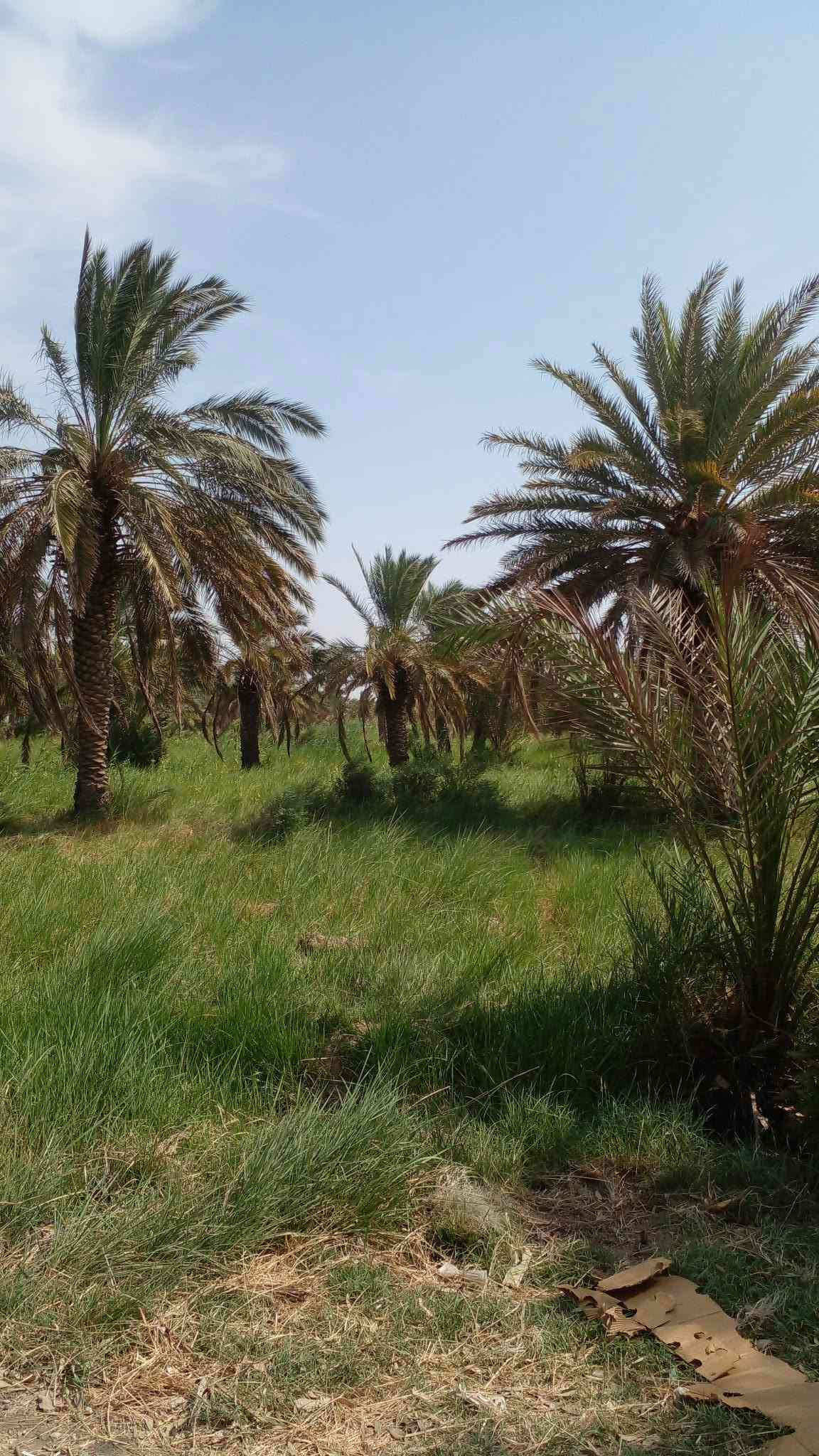 كصيبة الاولى ميسان • ٩ دوانم • ١٠٠٠ نخلة